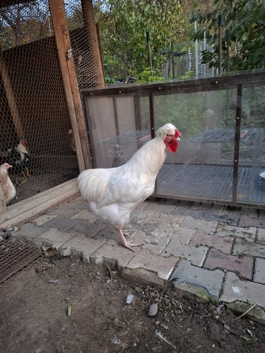 De vânzare gaini moțate