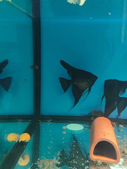 Аквариуми със стилажи,и осветление