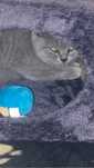 British shorthair motanel