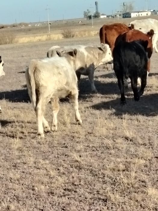 Продам куздик, согым, мясо, молодняк, тай, жабагы, подсос