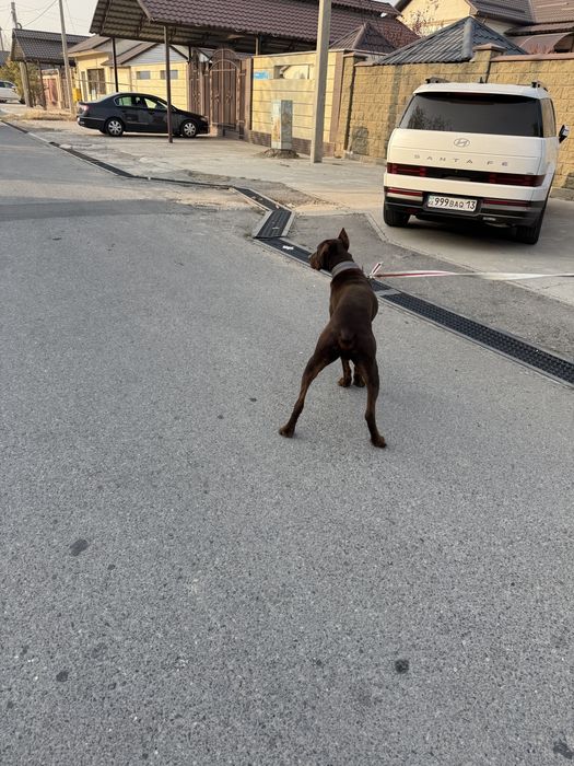 Доберман собака 8,9 месяц.