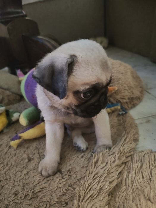 Продавам мопсчета