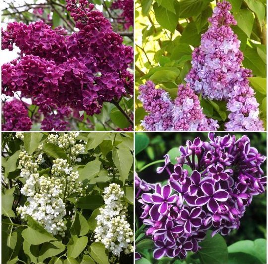Liliac  Syringa Tip Copac