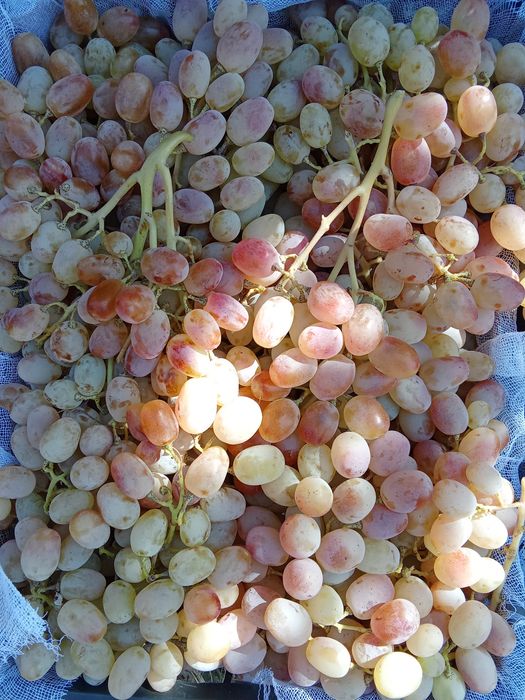 UZUM TOYFI xaladelikda