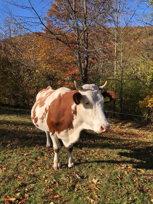 Vacă gestantă in luna a 8-a cu al treilea vițel .