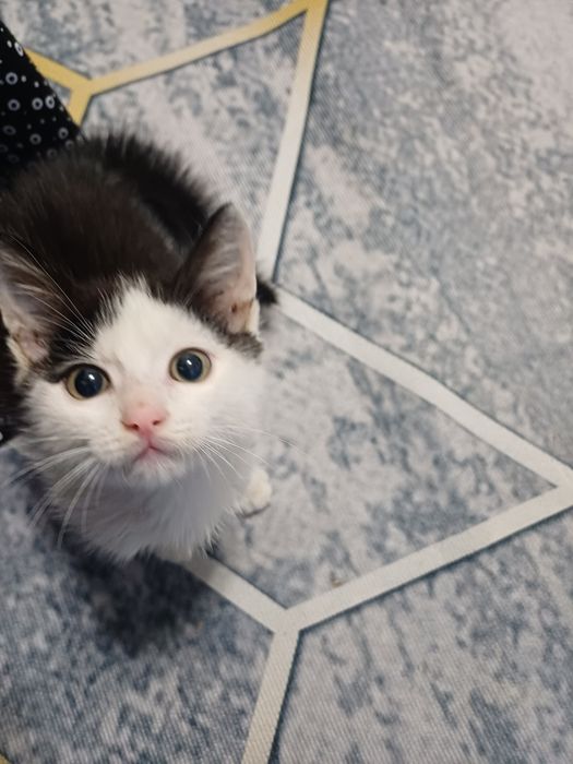 Котенок мальчик в добрые руки