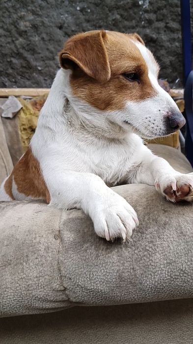 Вязка. Джек Рассел Терьер.