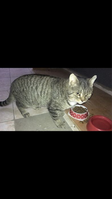 Котик ищет дом!.