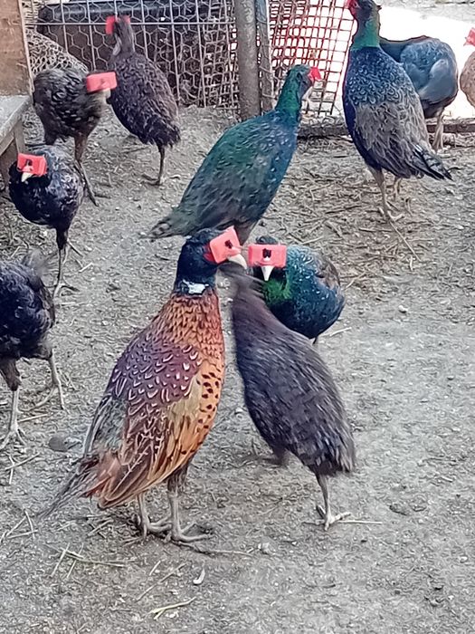 Fazani tenebros comuni si argintii