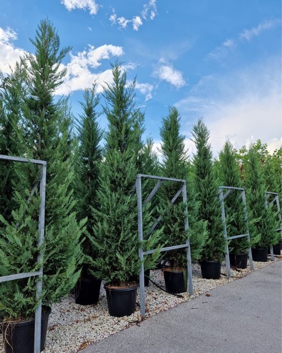 Planta ornamentale la cele mai bune preturi