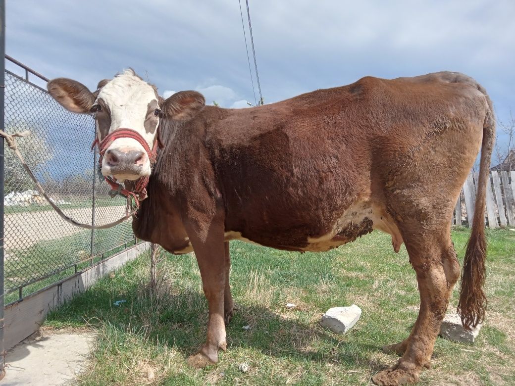 Vand Vaca Buna de lapte este gestanta