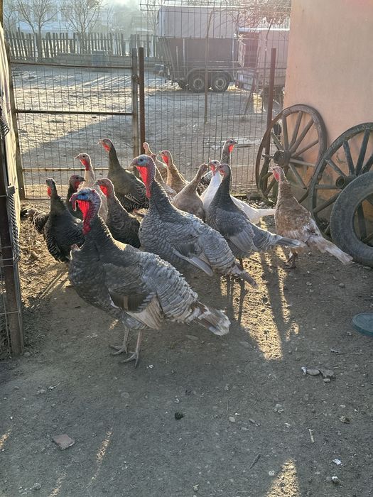 Curci si curcani romanesti/de tara