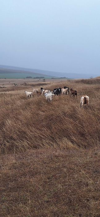 Vand 15 capre bune de tinut