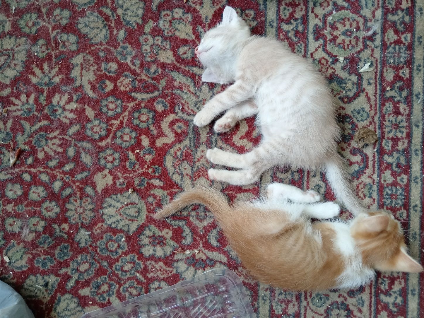 Котята 1.5 месяца, домашние, чистенькие