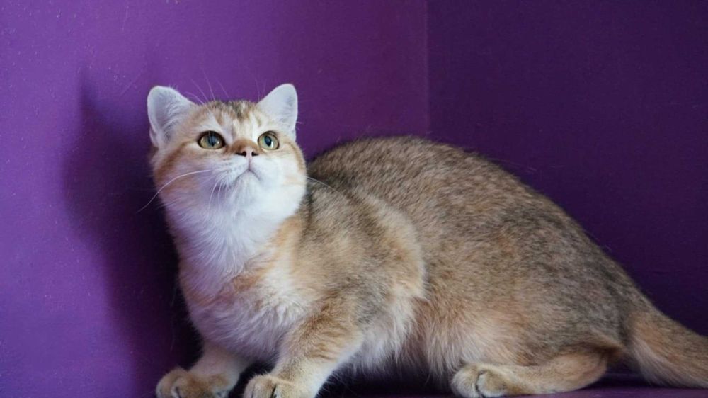 British Shorthair