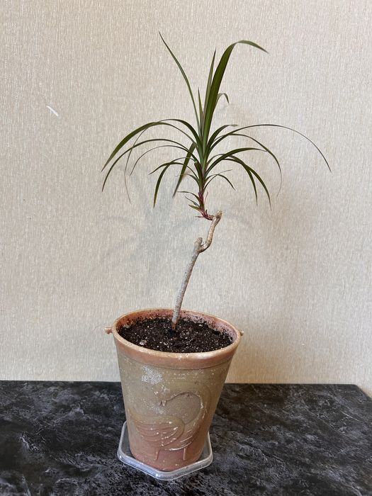 Драцена комнатное растение