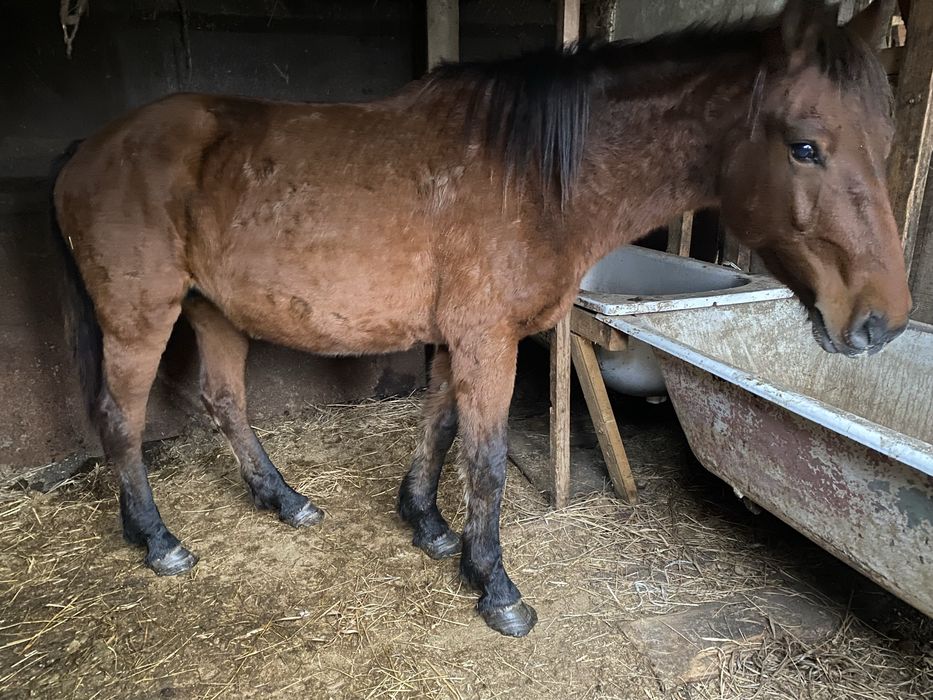 Байтал сатамын табыннан келген