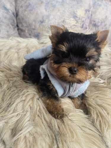De vanzare Yorkshire Terrier Mini Toy 1.8 kg la maturitate cu livrare