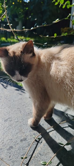 Donez pisica frumoasa