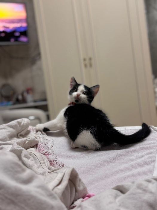 Motanel tuxod caută stapan