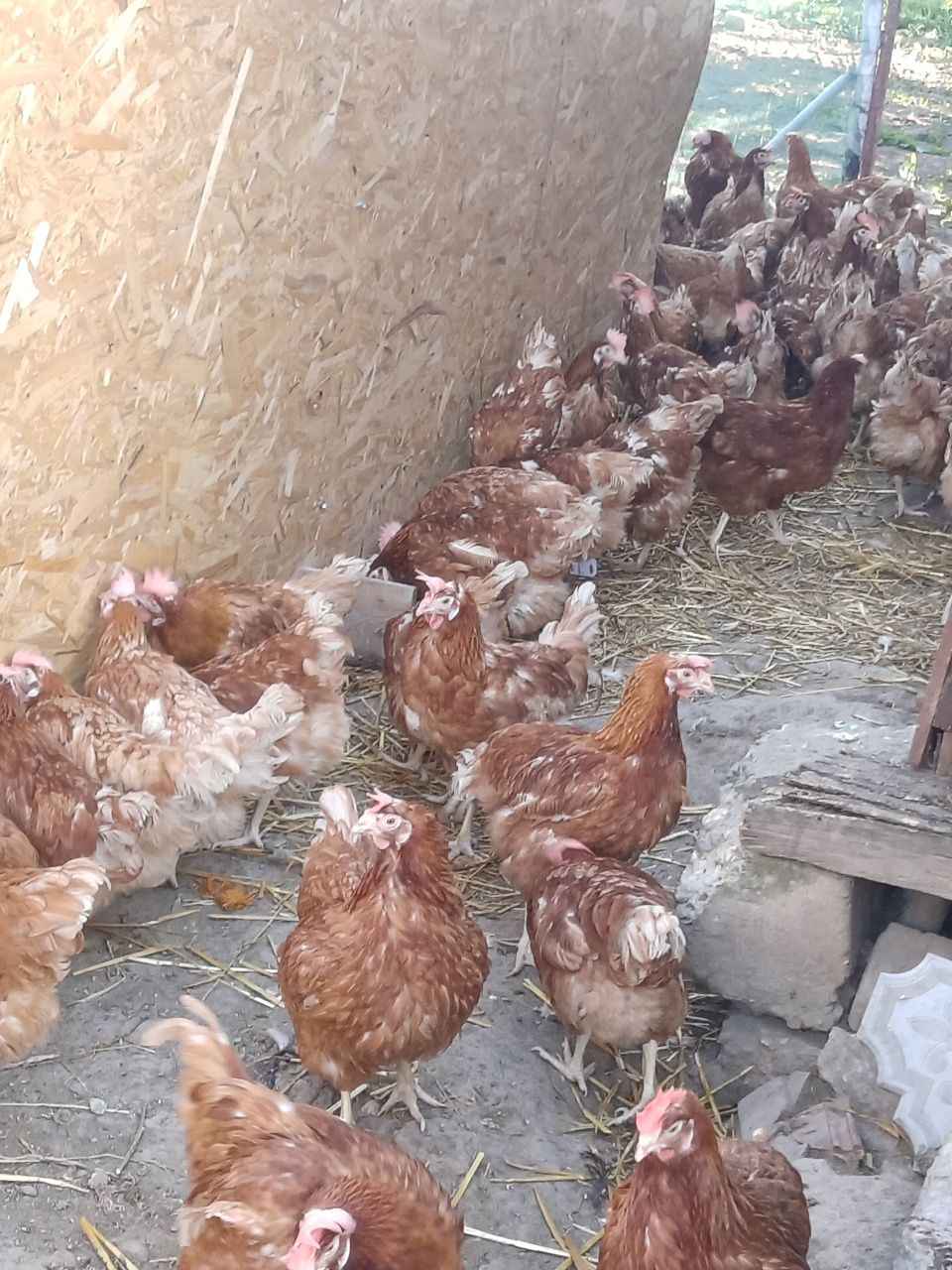 Vând Găini de oua