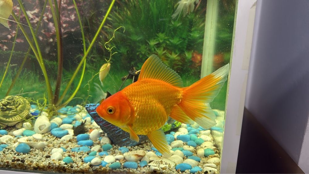 Продам золотая рыбка