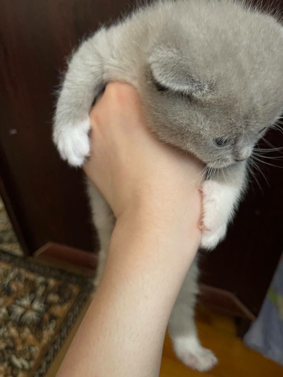 Продается Скотиш Страйт
