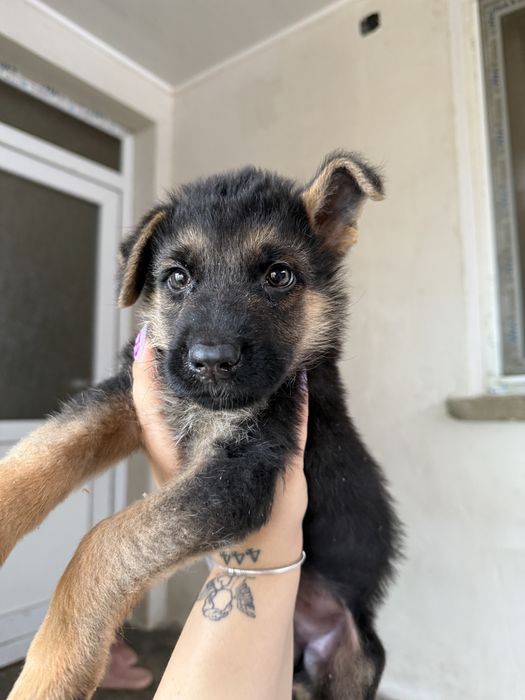 Немска овчарка кучета мъжки