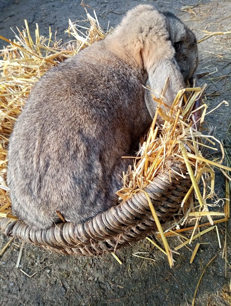 Iepuri berbec german (pui și maturi)