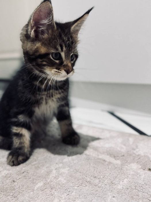 Amerkanskiy Maine Coon 250$