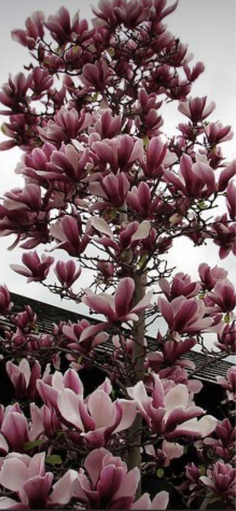 Magnolia grandiflora tufă