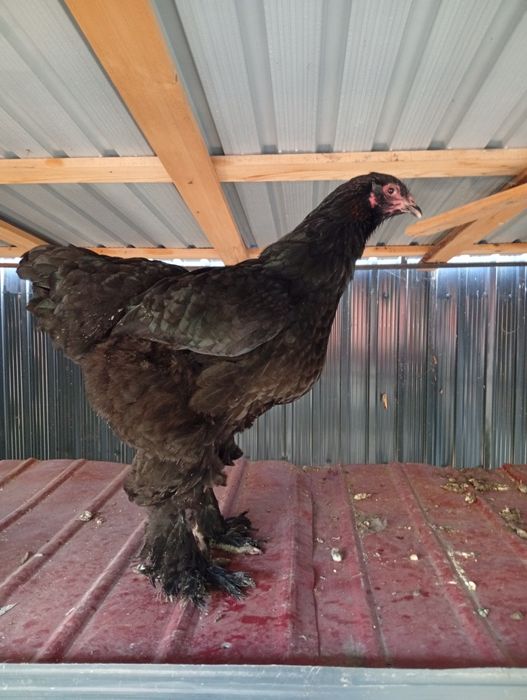 Pui de Brahma de vânzare