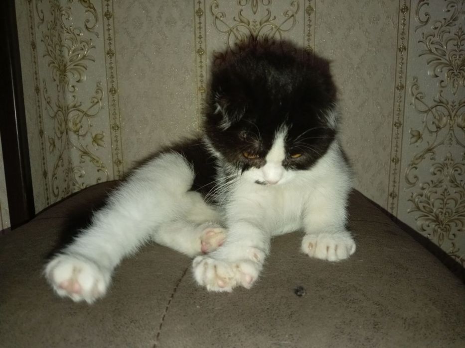 Скотишфолд зотли Мушук сотилади