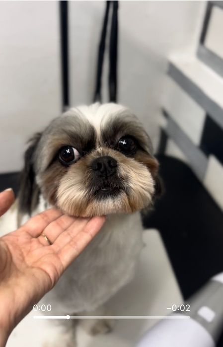 Toaletaj canin Campia Turzii