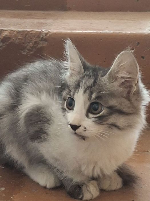 Котенок отдадим бесплатно