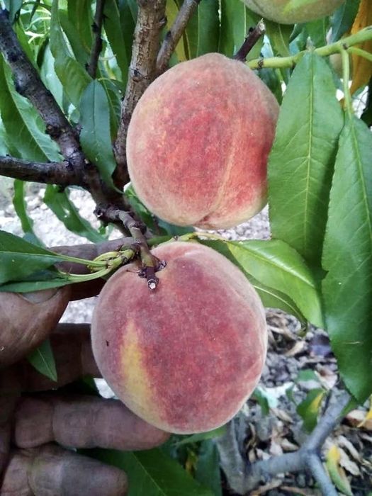 Pomi Fructiferi La Ghiveci (Piersic )