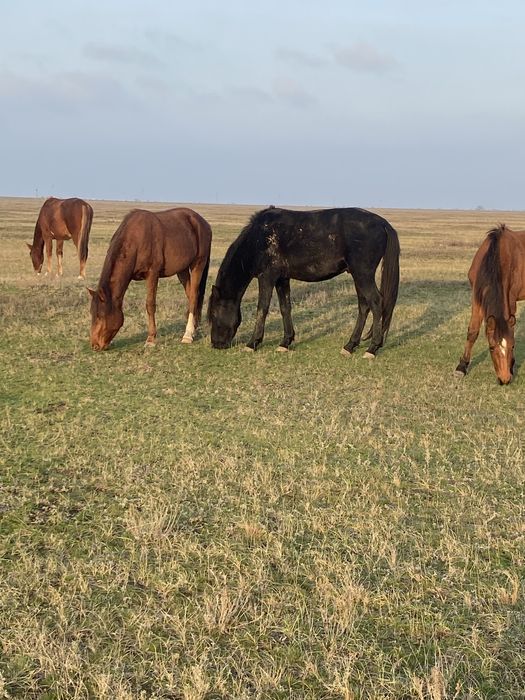 Дөнен айғыр сатылады