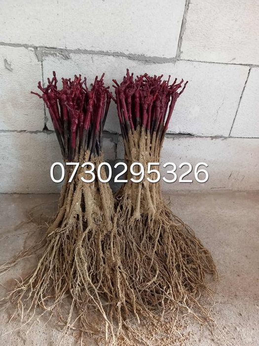 Vând Butași viță de vie altoită si hibridă Autorizata si Certificată