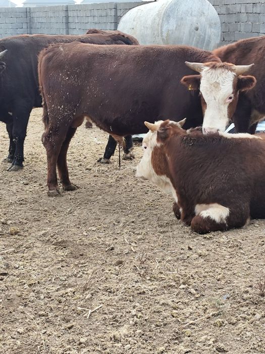 Өгіз бұка ақ бас парода да сатылады