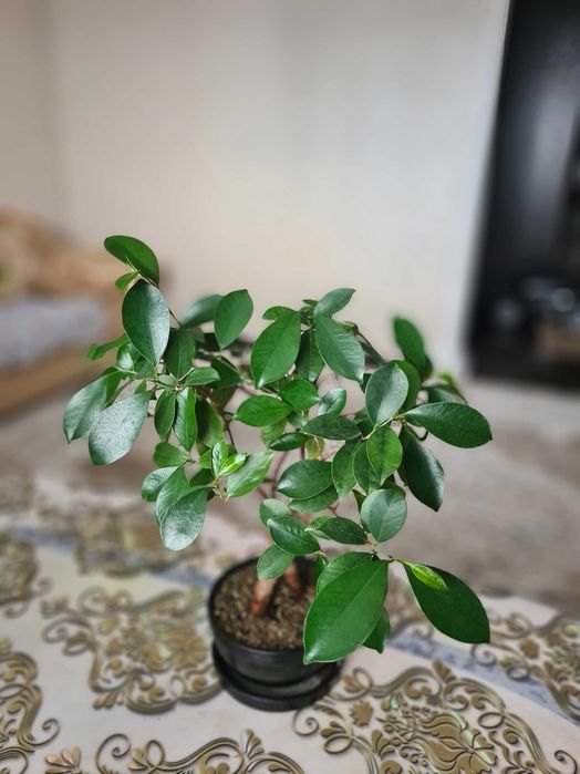 Бонсай фикус гинсенг