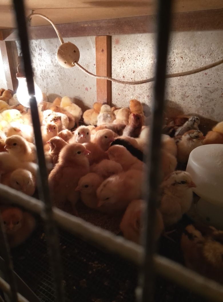 Vând ouă și pui de prepeliță și de găină