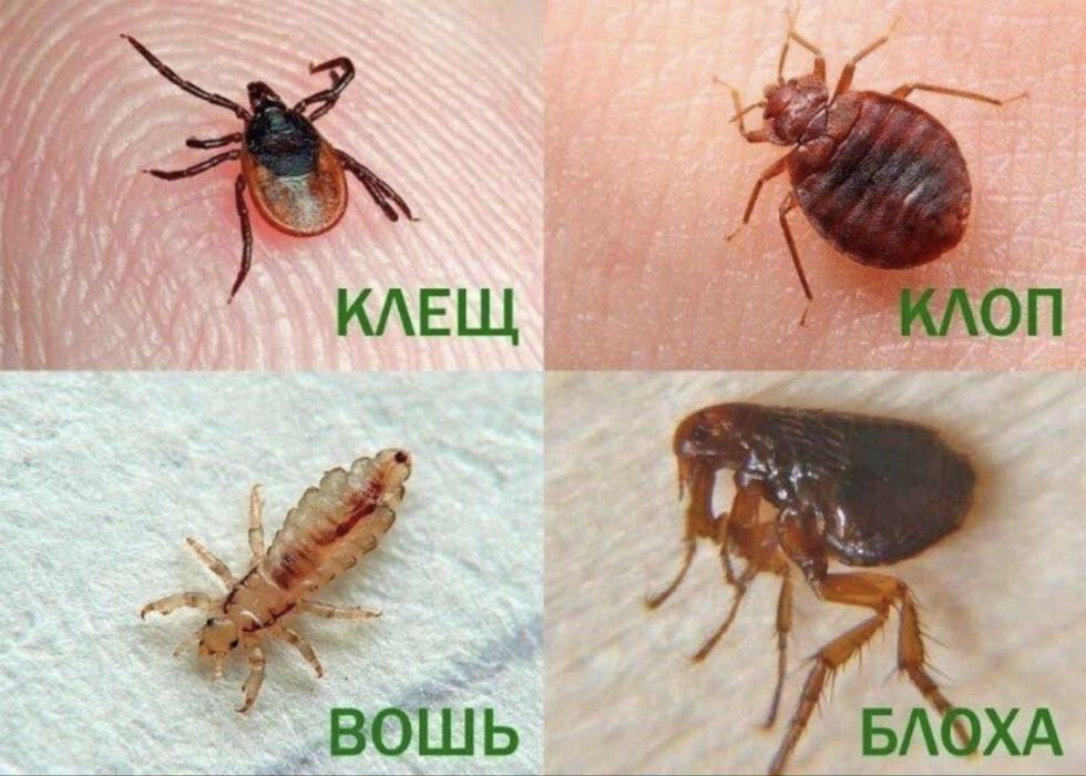 Дезенфекция дизенфекция дезинфекция дизинфекция dizinfeksiya
