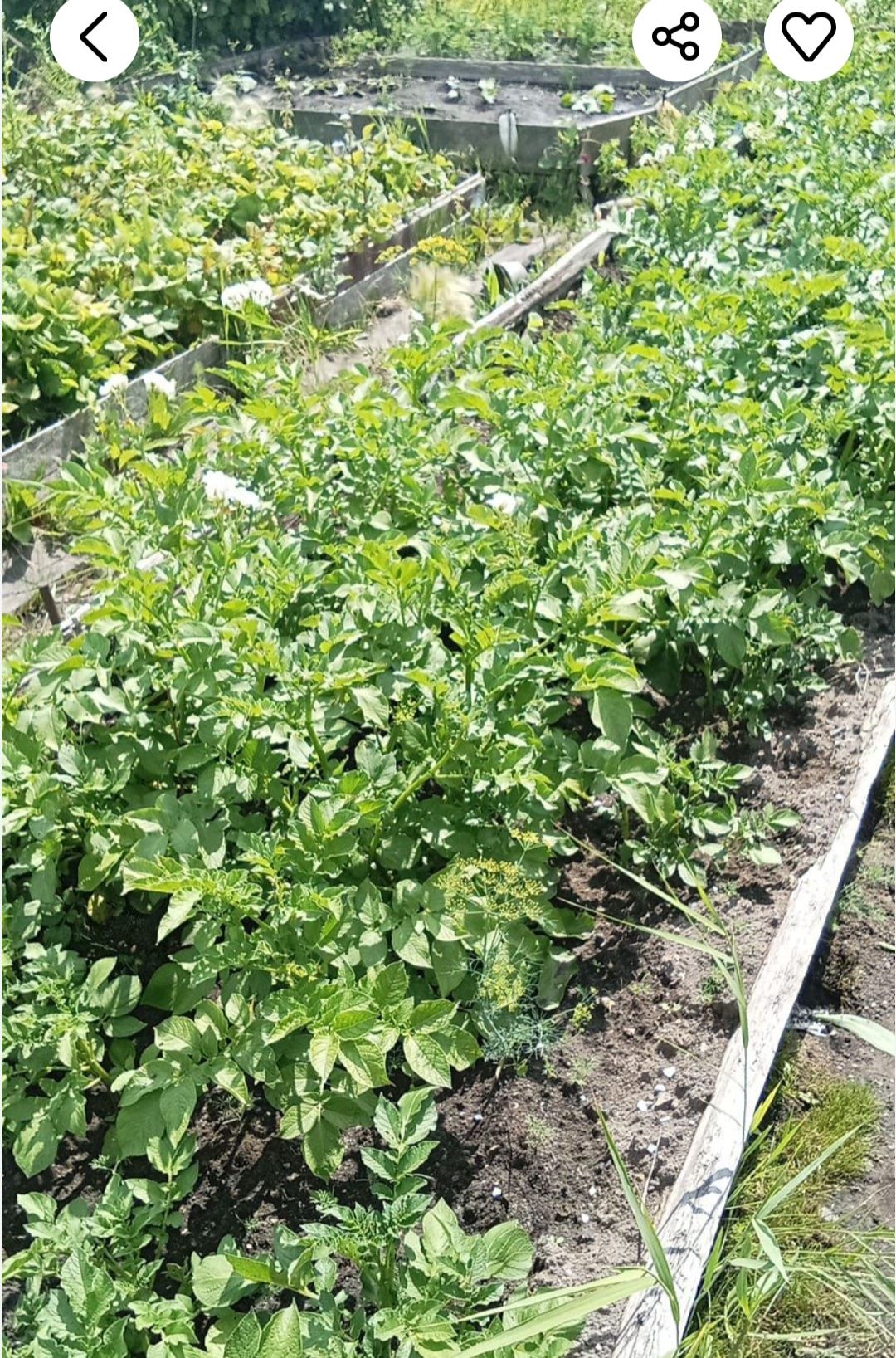 Продам дом р   бензастрой