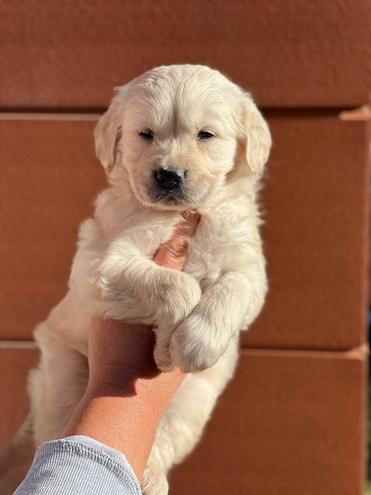 Голдън ретривър момче