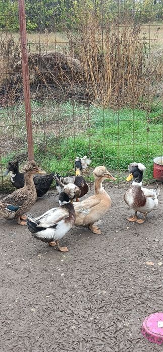 Rățoi moțat de vânzare