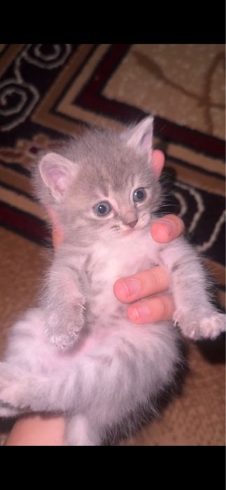 Scottish fold qiz bola 1,5oylik
