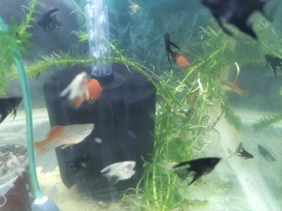 Меченосцев размер хороший