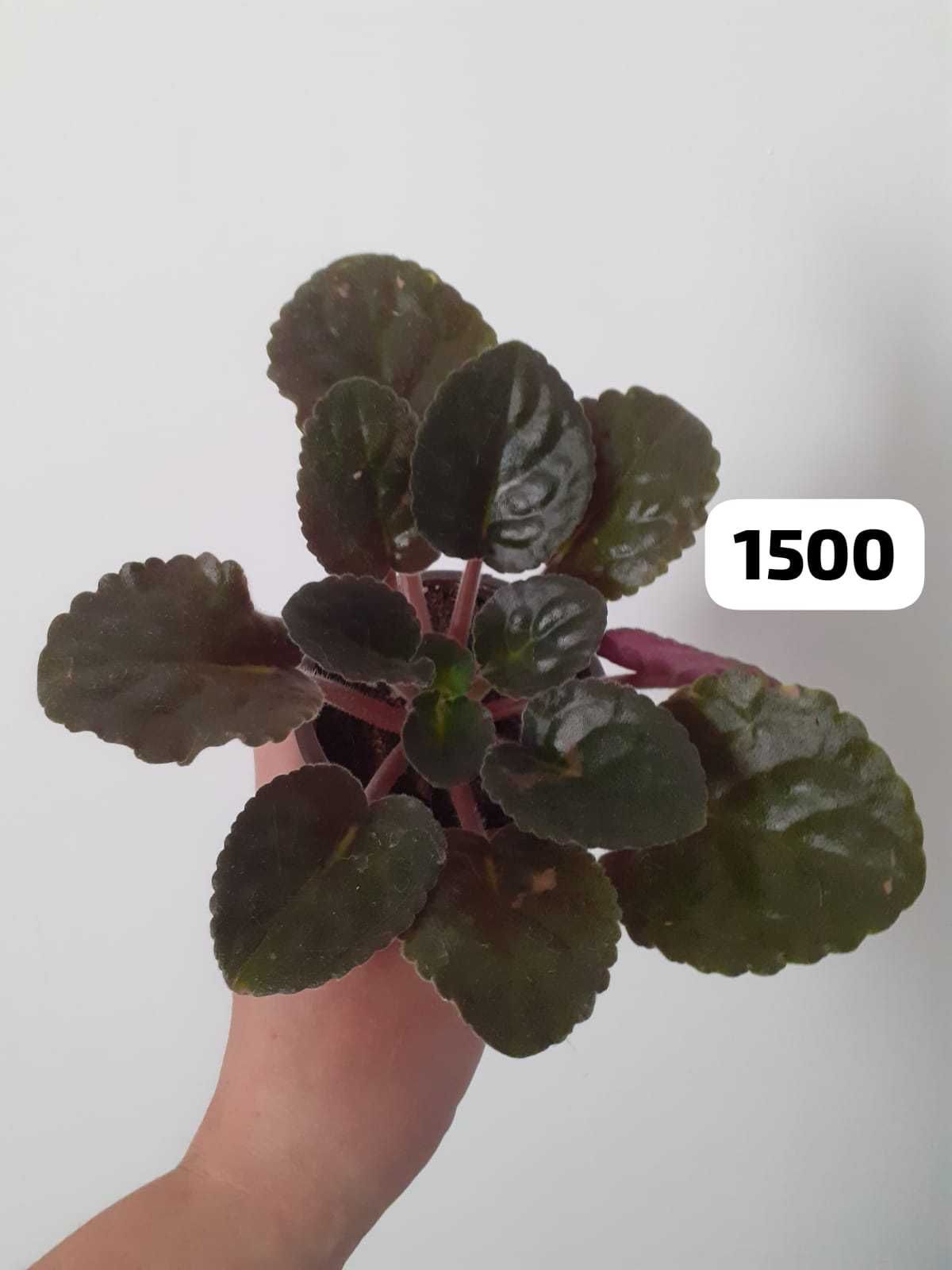 Продам фиалки. Листья на срез