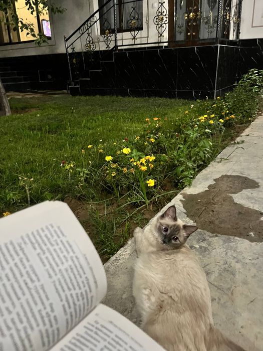 Zotdor Siamskiy mushuk