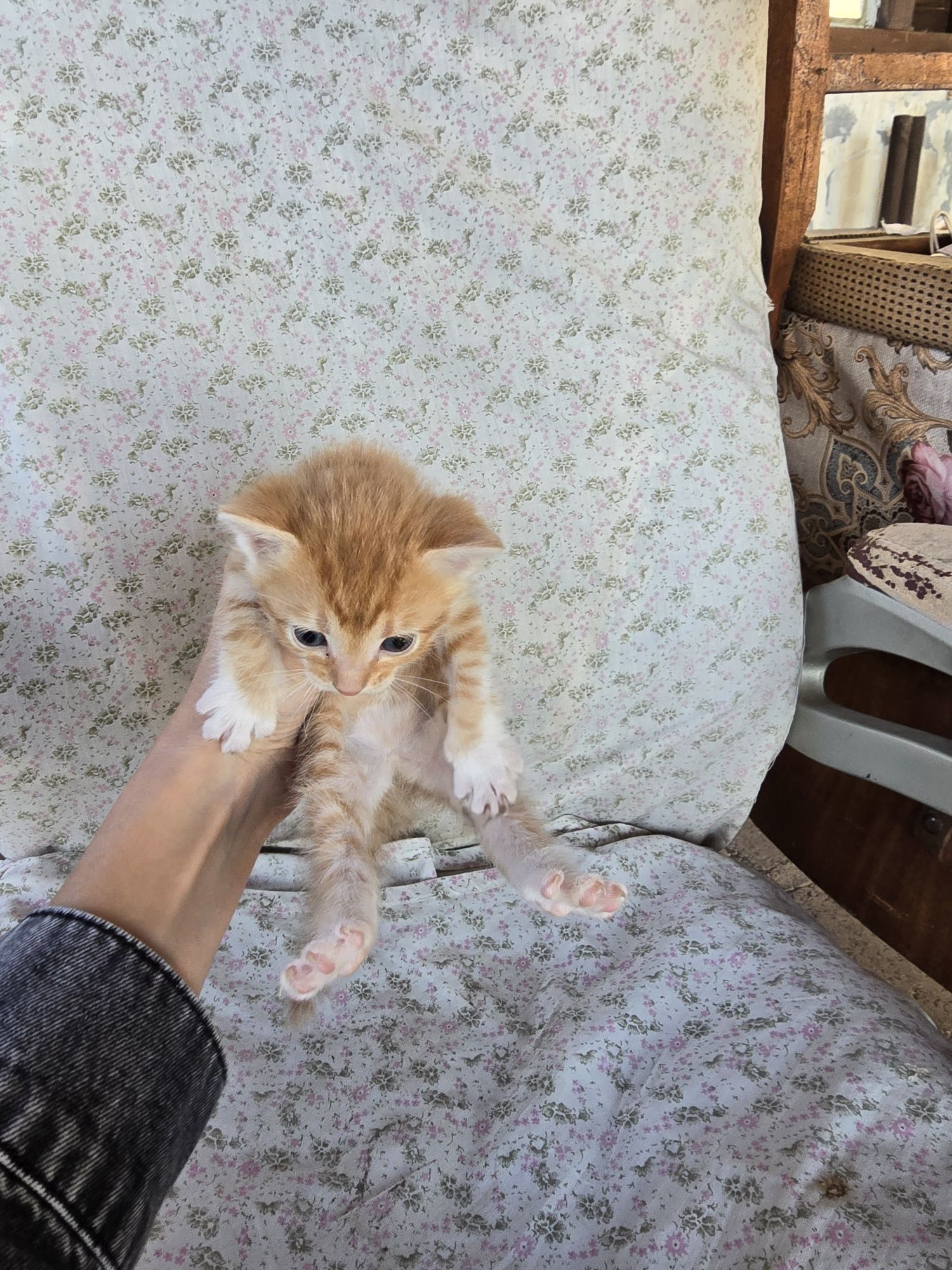 Подаряват се котета